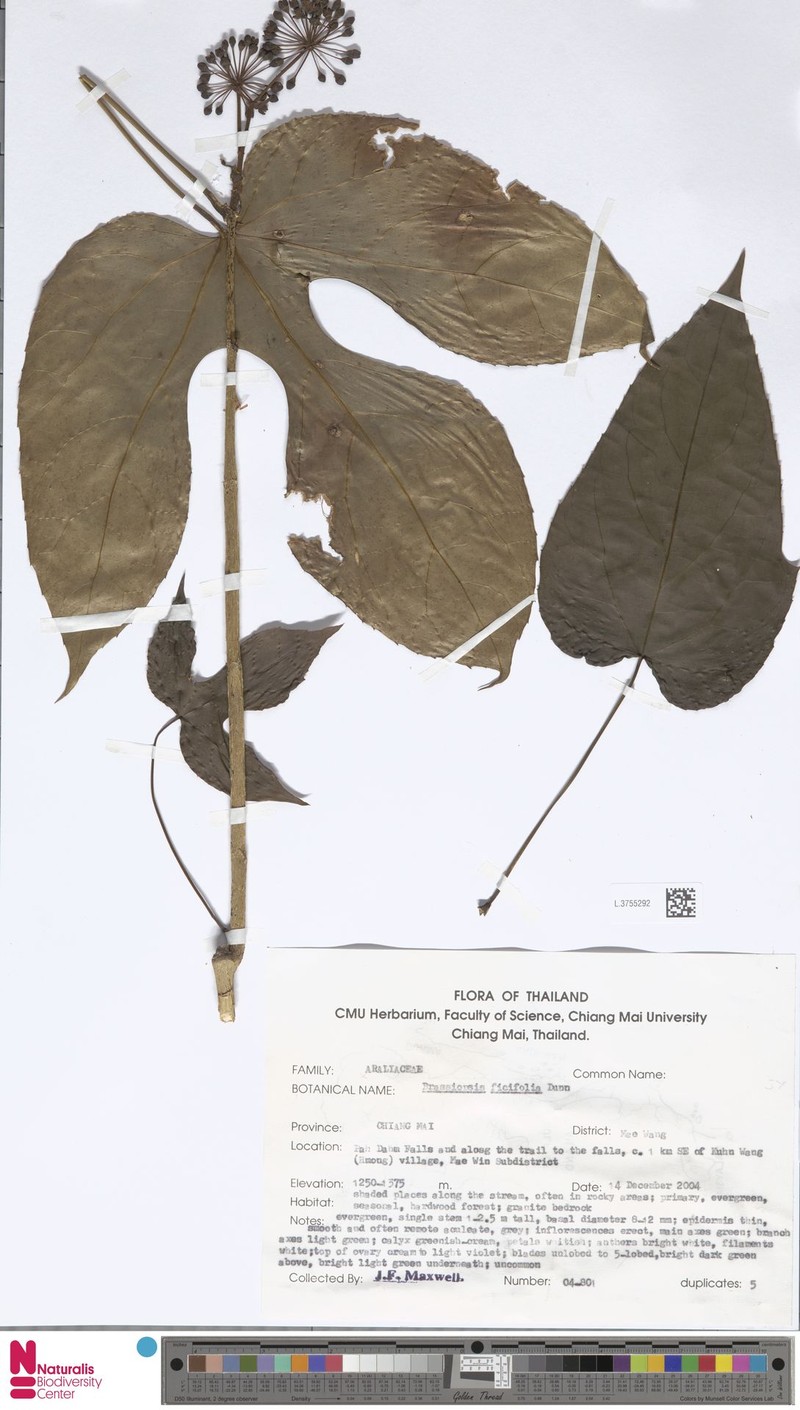 Brassaiopsis ficifolia photo 2