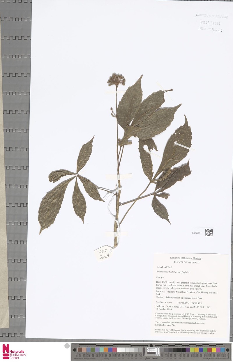 Brassaiopsis ficifolia photo 3