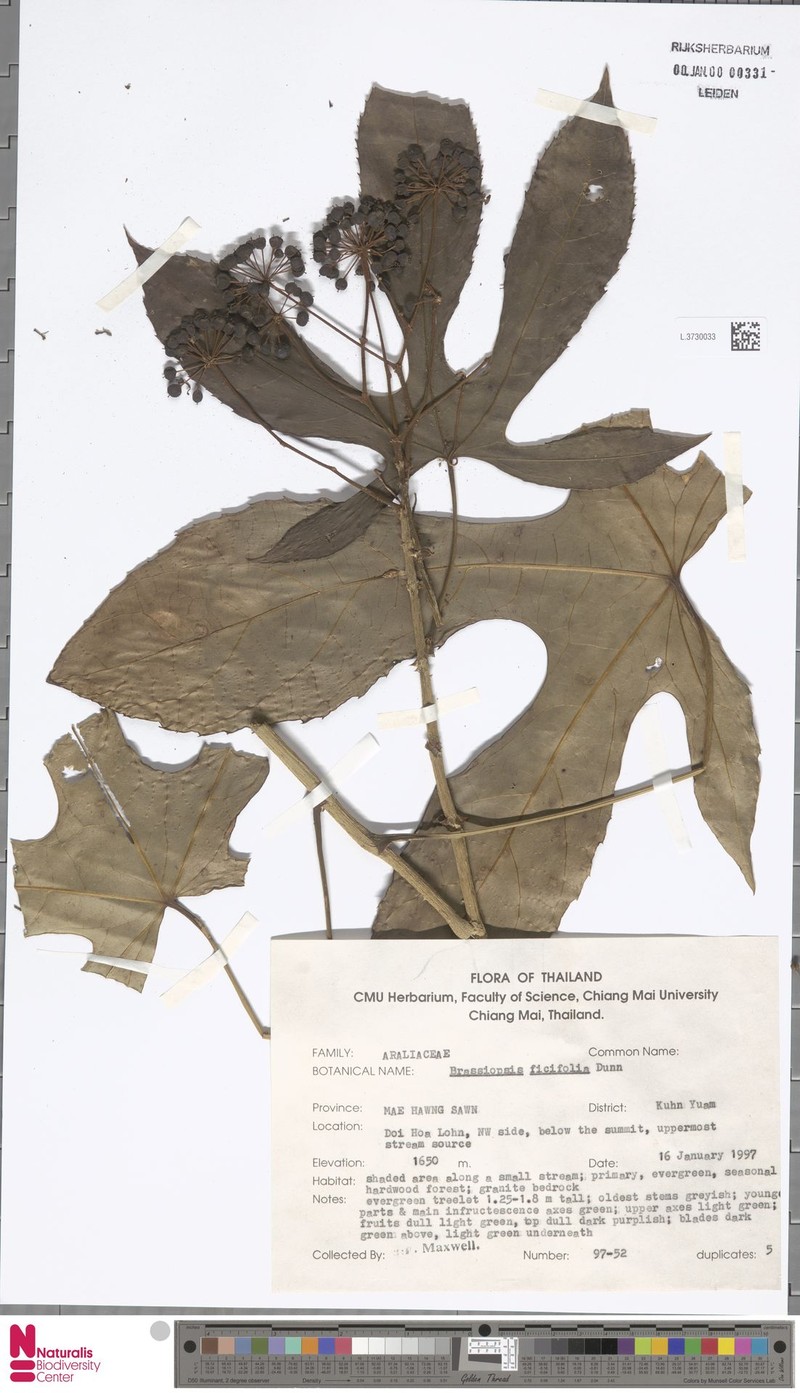 Brassaiopsis ficifolia photo 4
