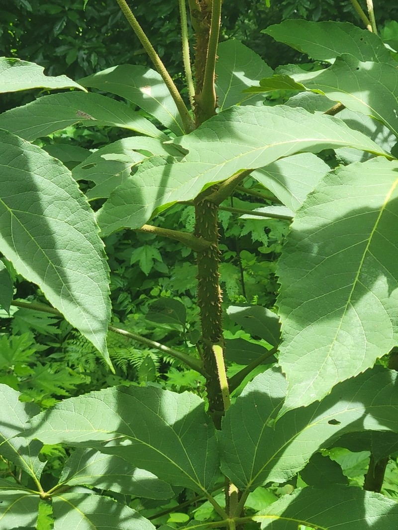 Brassaiopsis glomerulata
