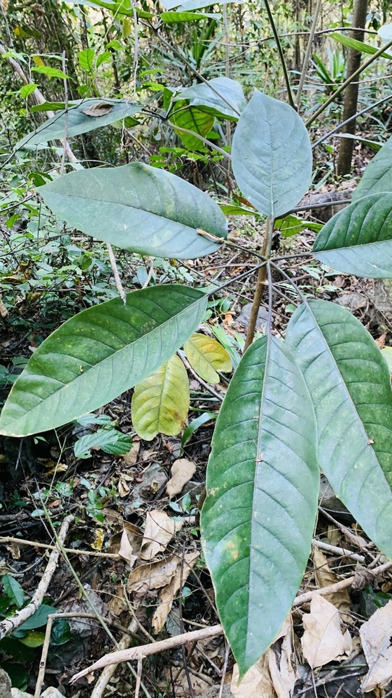 Brassaiopsis glomerulata photo 2