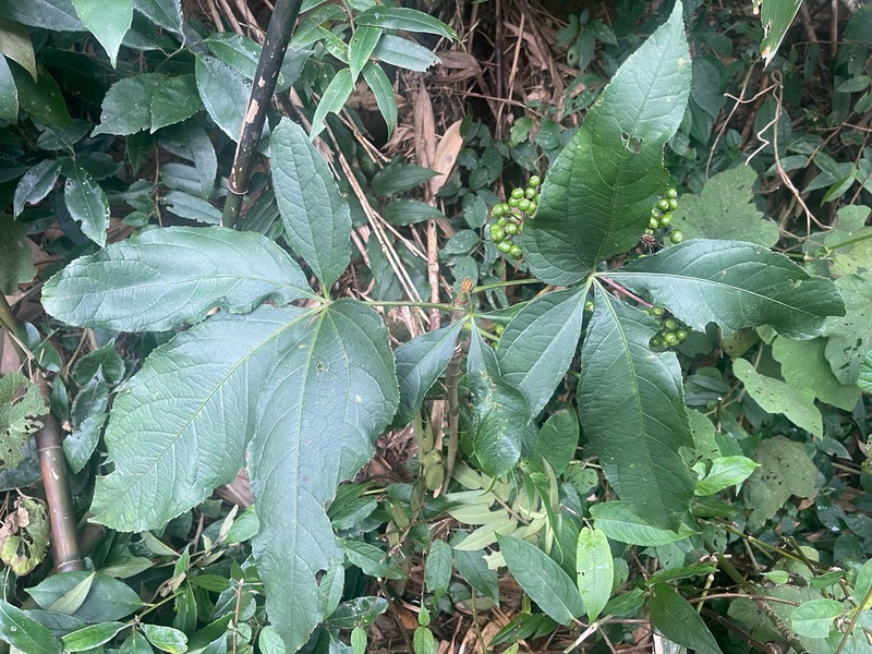 Brassaiopsis glomerulata photo 3