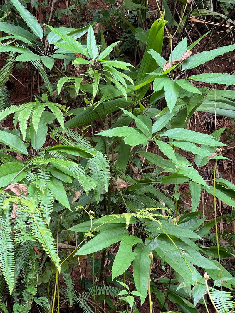 Brassaiopsis glomerulata photo 4