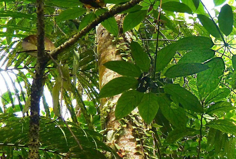 Brassaiopsis glomerulata photo 5