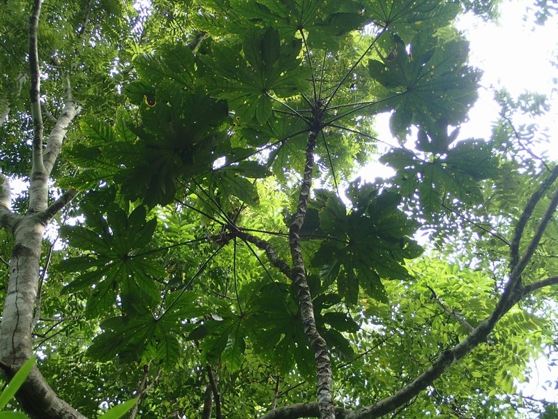 Brassaiopsis glomerulata photo 6