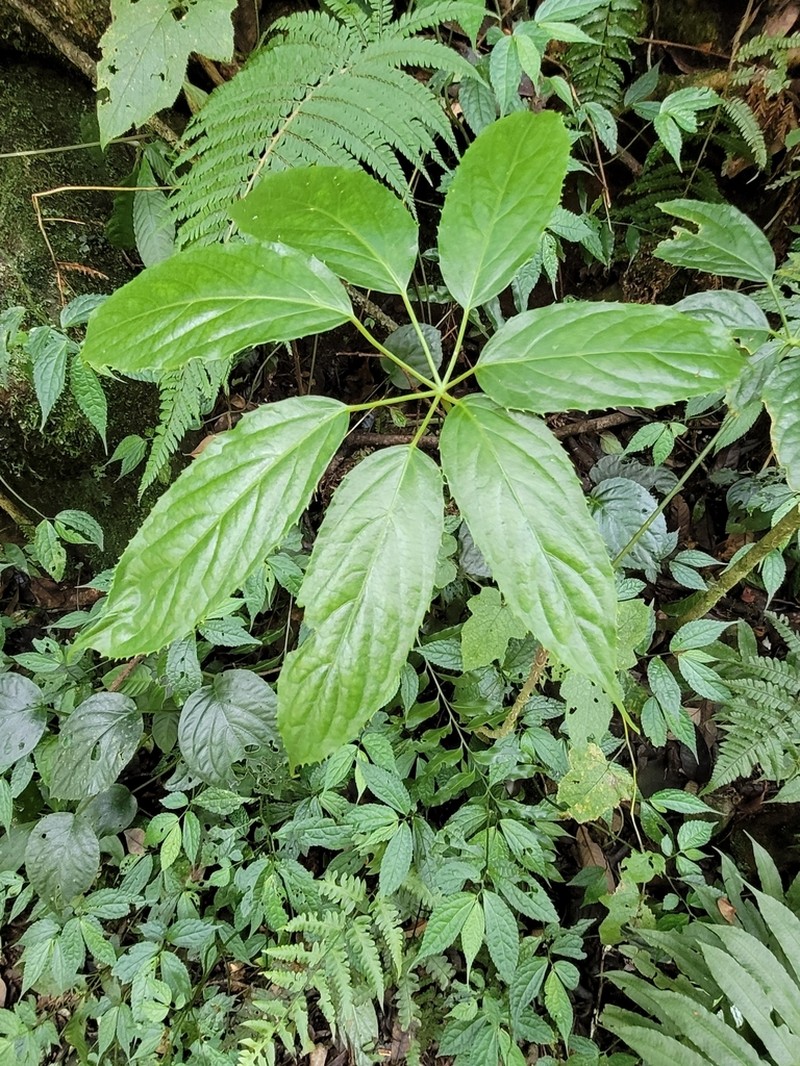 Brassaiopsis glomerulata photo 7