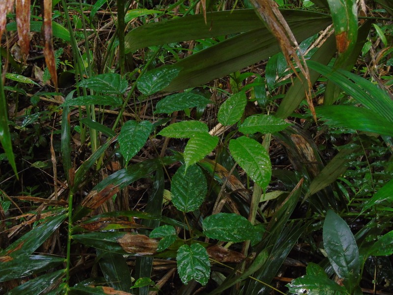 Brassaiopsis glomerulata photo 8