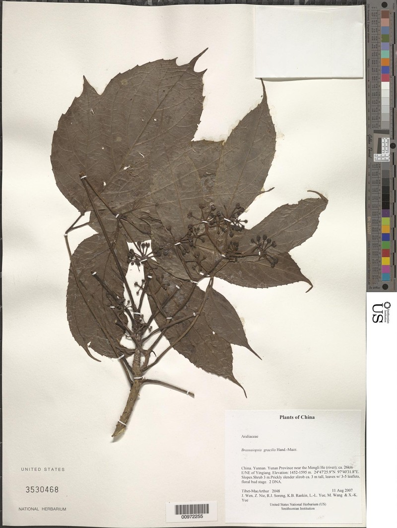 Brassaiopsis gracilis