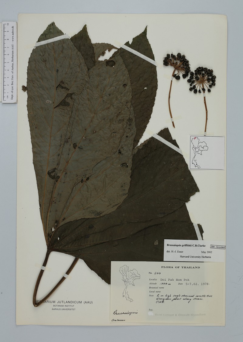 Brassaiopsis griffithii
