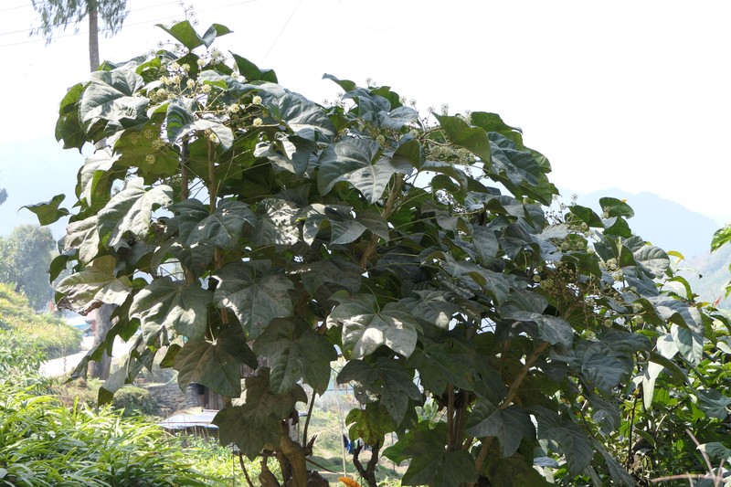 Brassaiopsis hainla