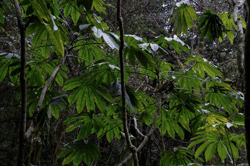 Brassaiopsis hispida photo 2