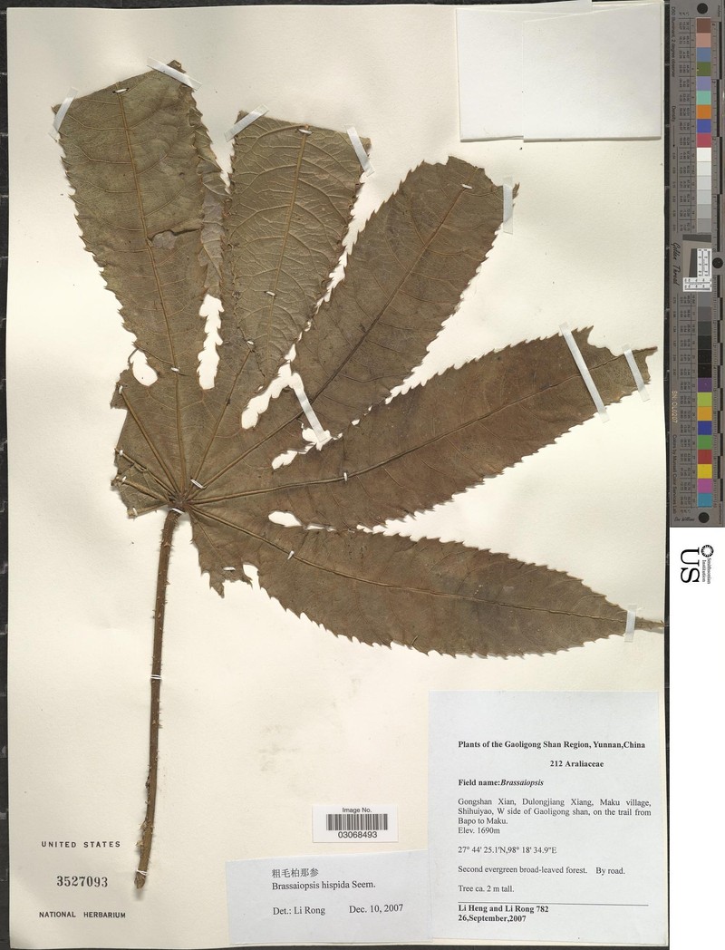 Brassaiopsis hispida photo 3