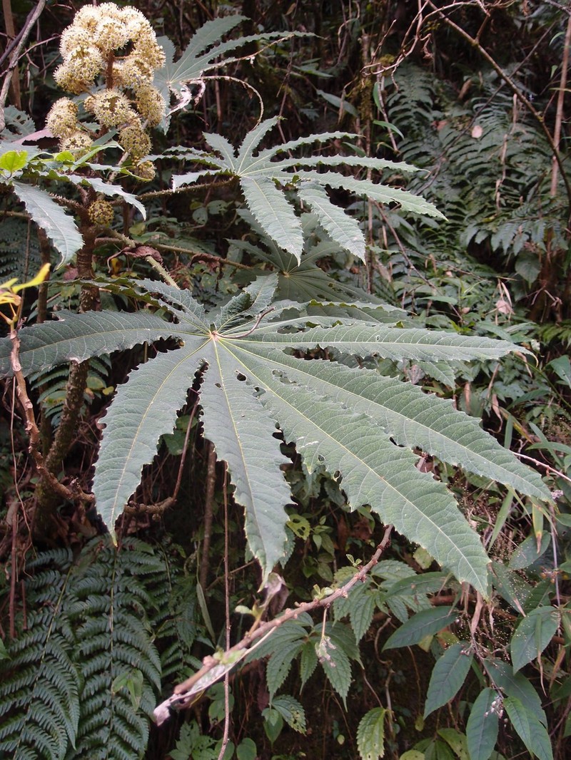 Brassaiopsis hispida