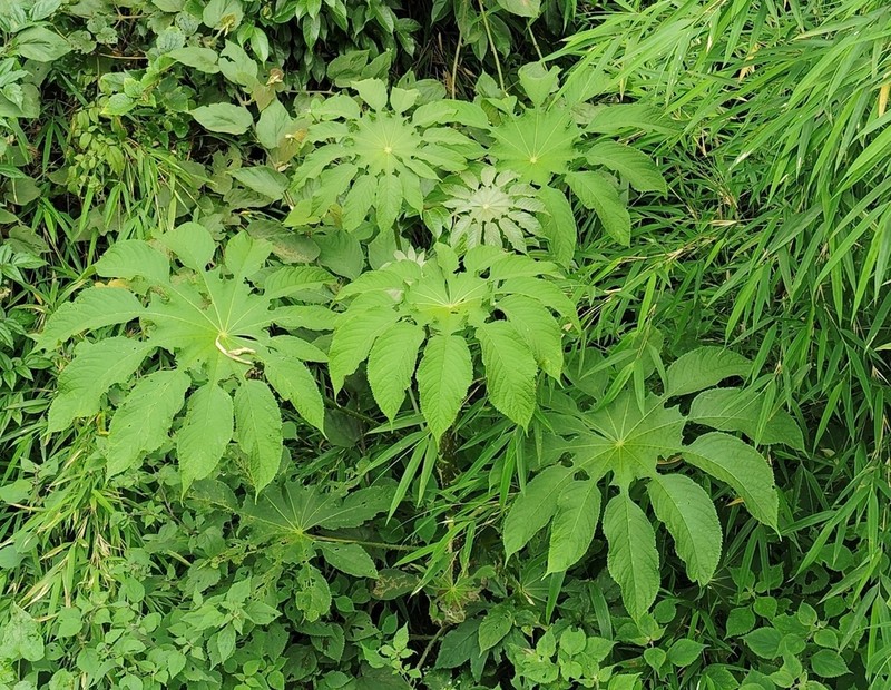 Brassaiopsis mitis
