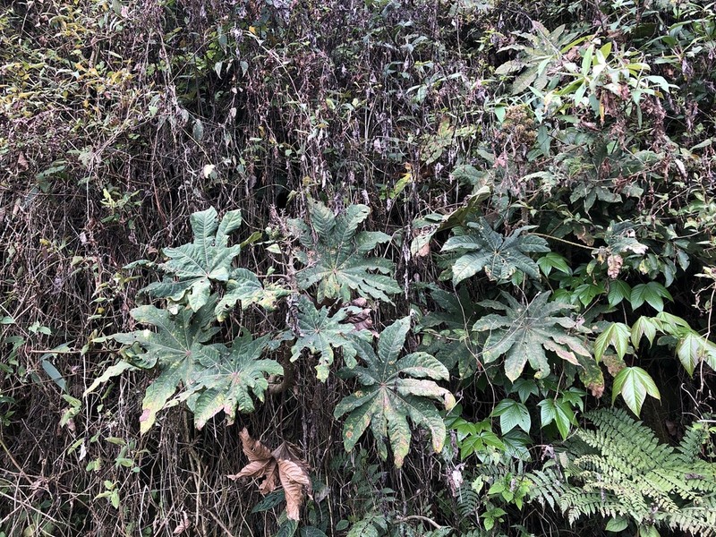 Brassaiopsis mitis photo 4