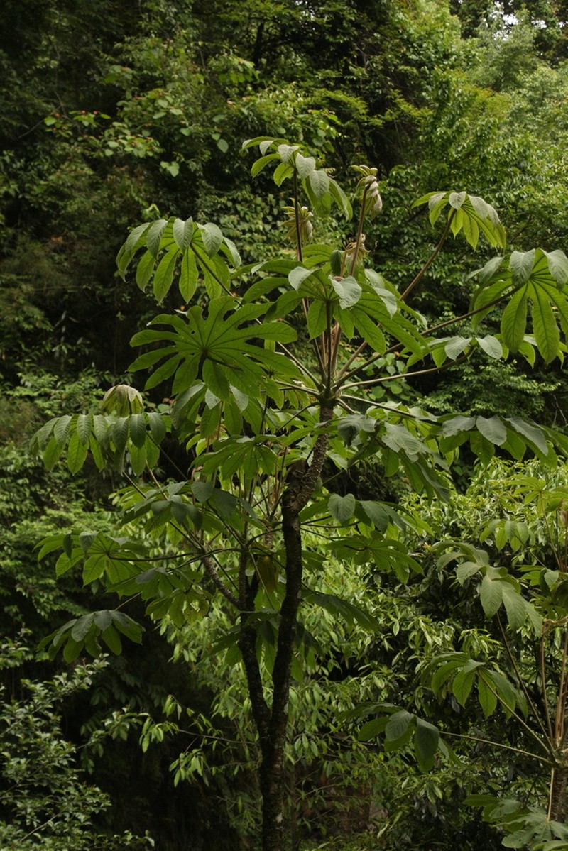 Brassaiopsis mitis photo 5