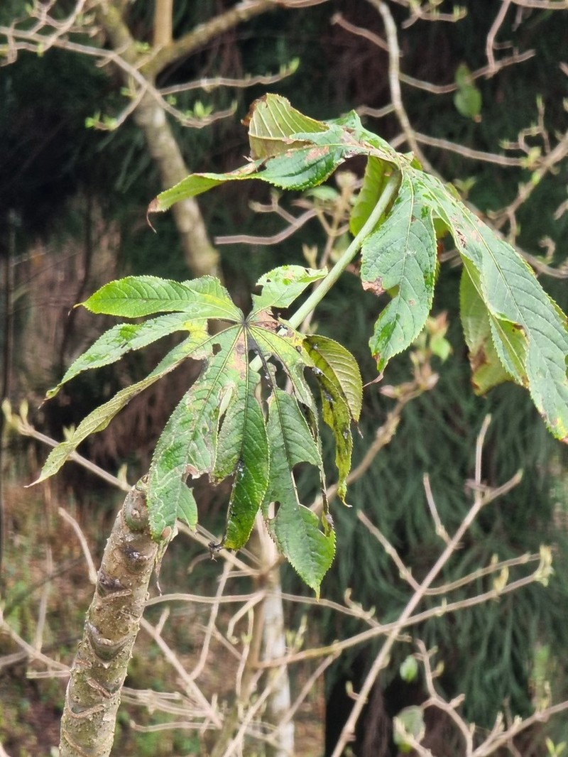 Brassaiopsis mitis photo 7