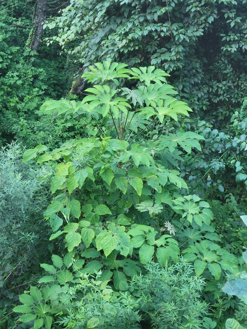 Brassaiopsis mitis photo 8