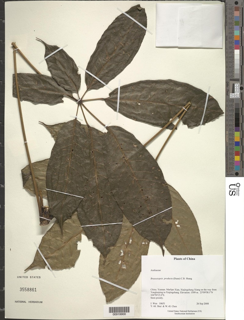 Brassaiopsis producta