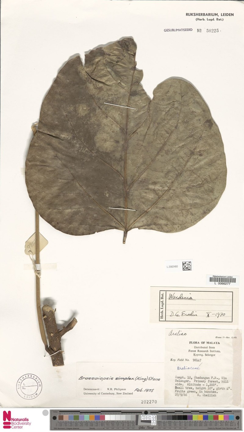 Brassaiopsis simplex