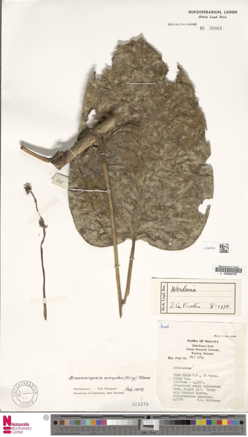 Brassaiopsis simplex photo 2