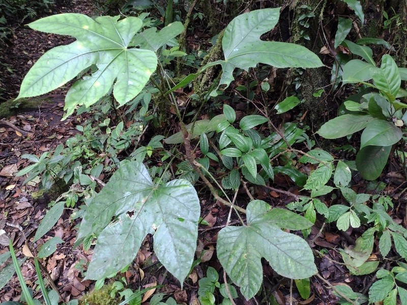 Brassaiopsis sumatrana