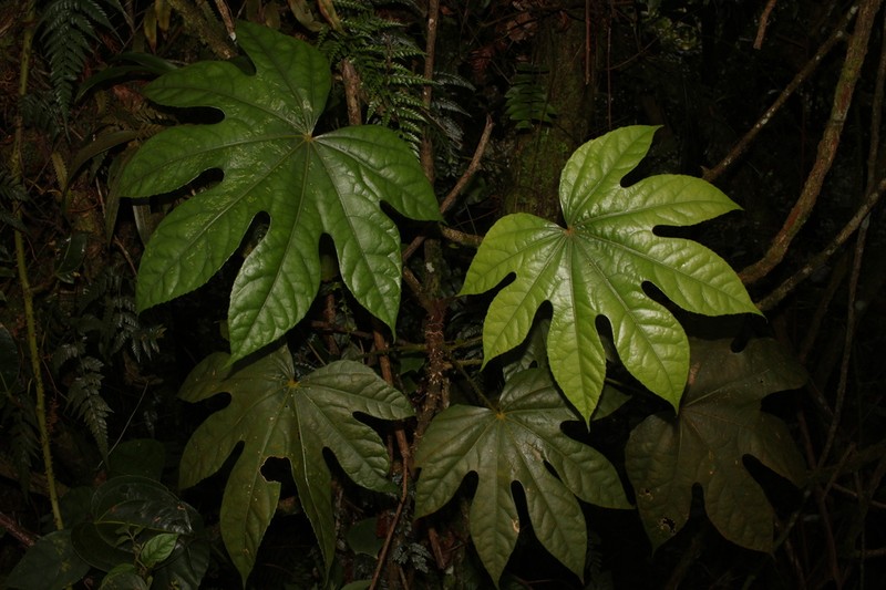 Brassaiopsis sumatrana photo 2