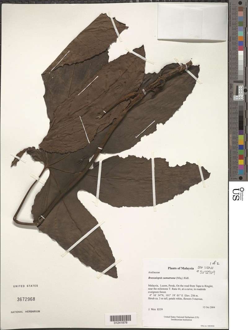Brassaiopsis sumatrana photo 3