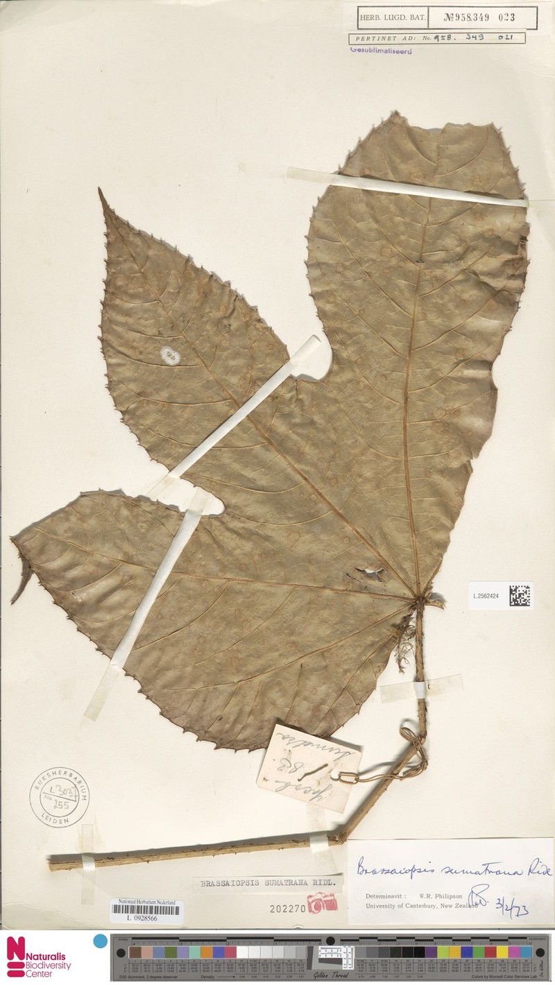 Brassaiopsis sumatrana photo 5