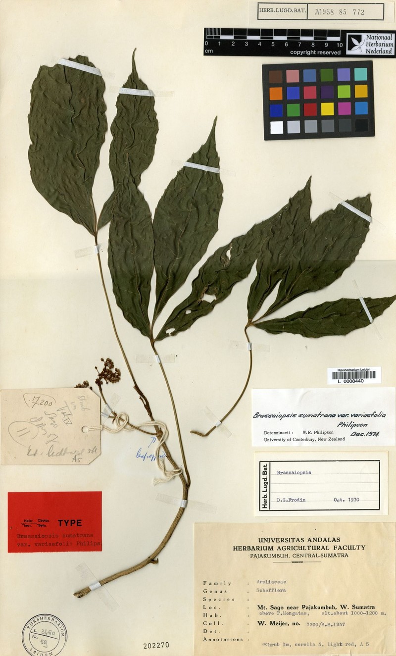 Brassaiopsis sumatrana var. variifolia