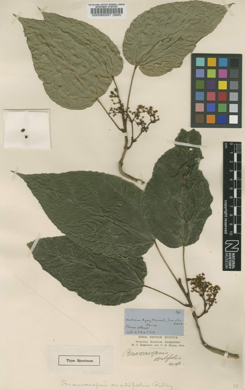 Brassaiopsis sumatrana var. variifolia photo 2