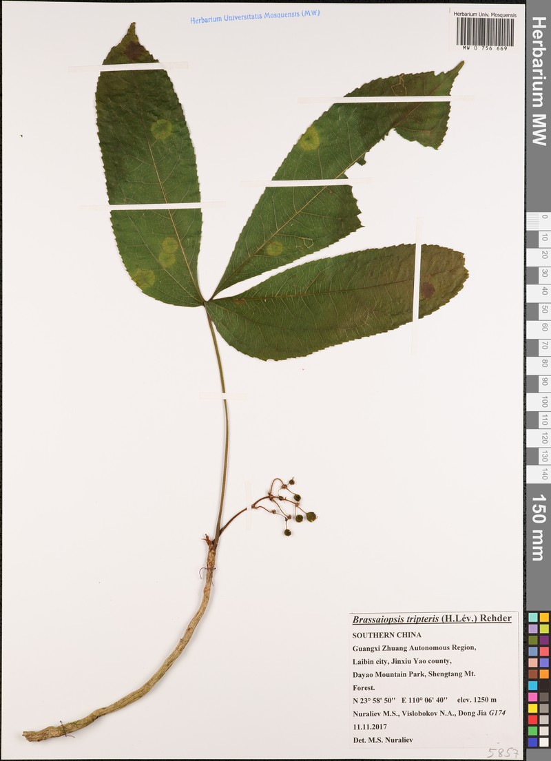 Brassaiopsis tripteris photo 2