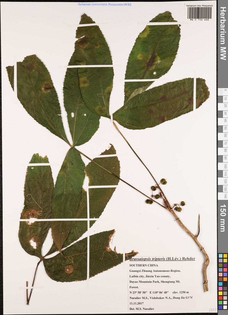 Brassaiopsis tripteris photo 3