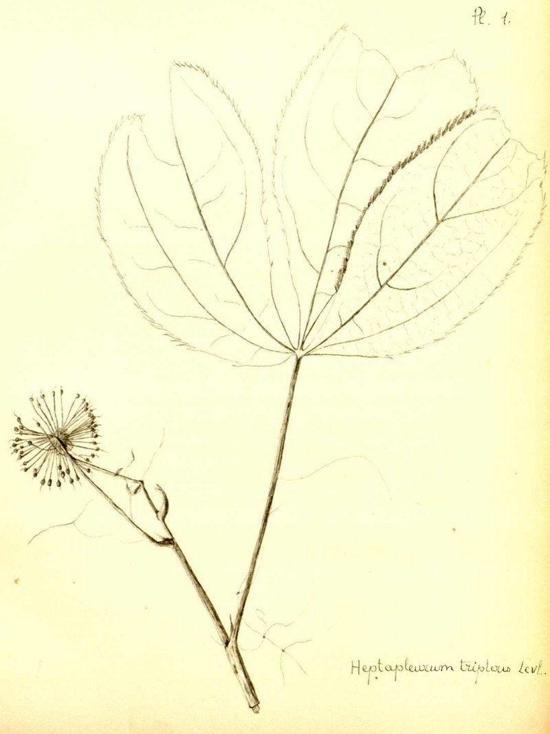 Brassaiopsis tripteris