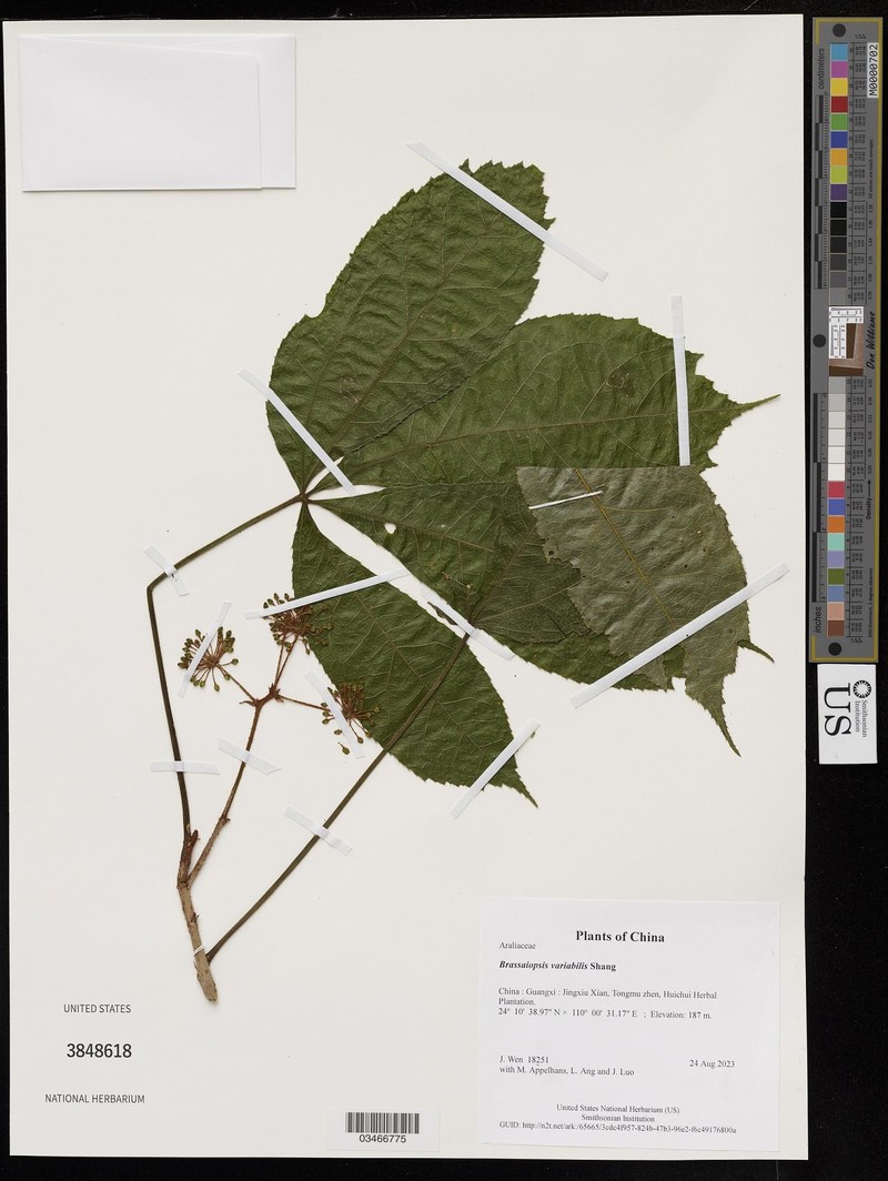 Brassaiopsis variabilis