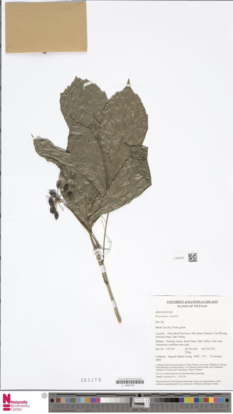 Brassaiopsis variabilis photo 2