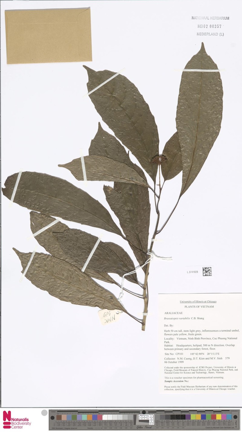 Brassaiopsis variabilis photo 3