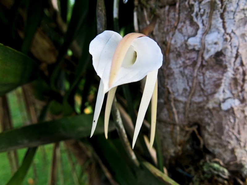 Brassavola acaulis