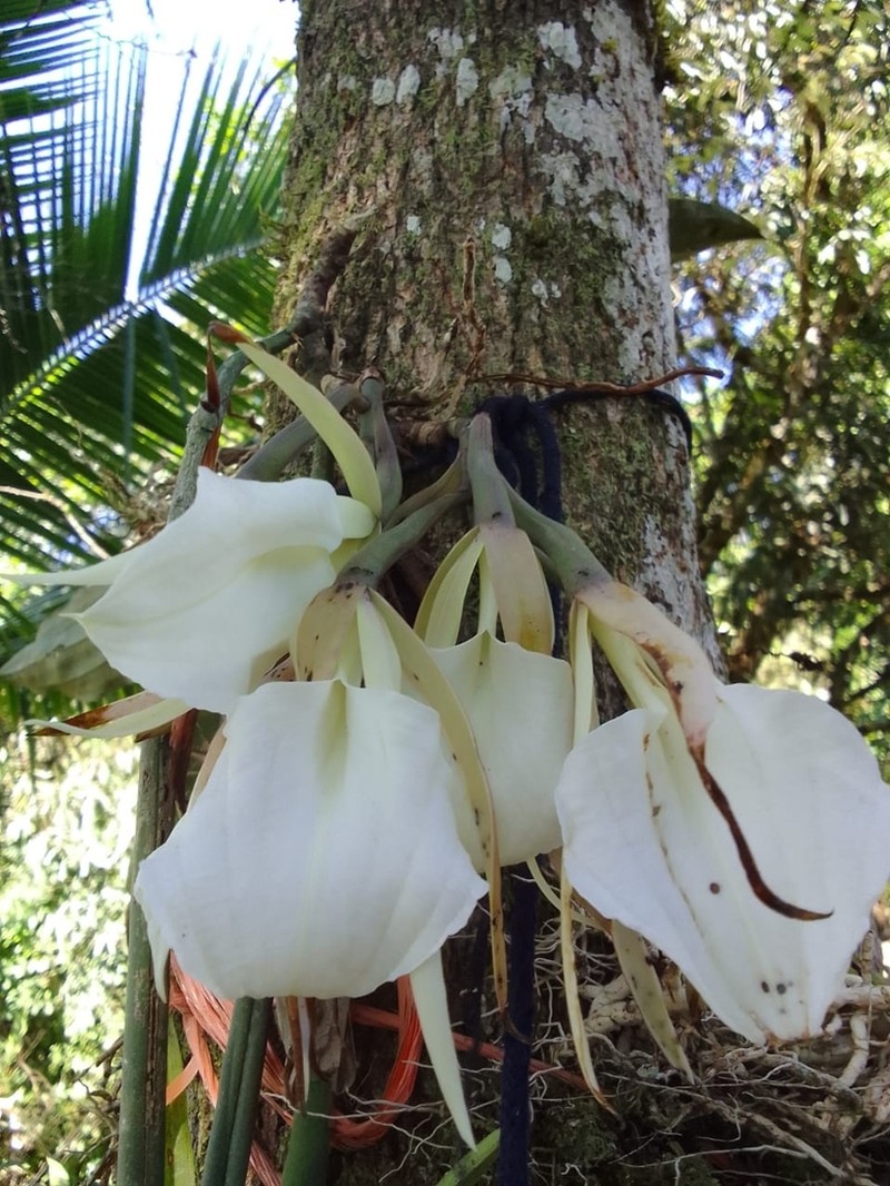 Brassavola acaulis photo 2