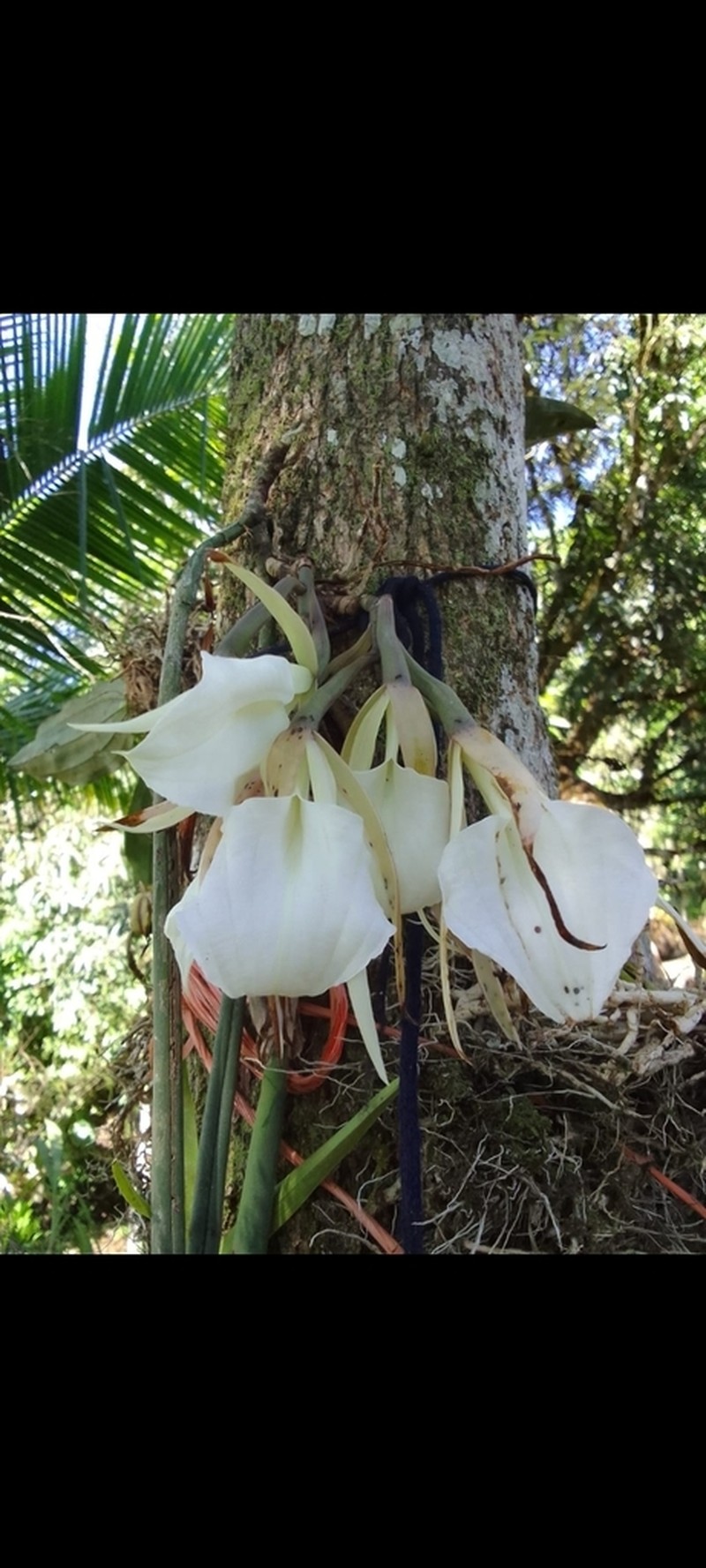 Brassavola acaulis photo 3