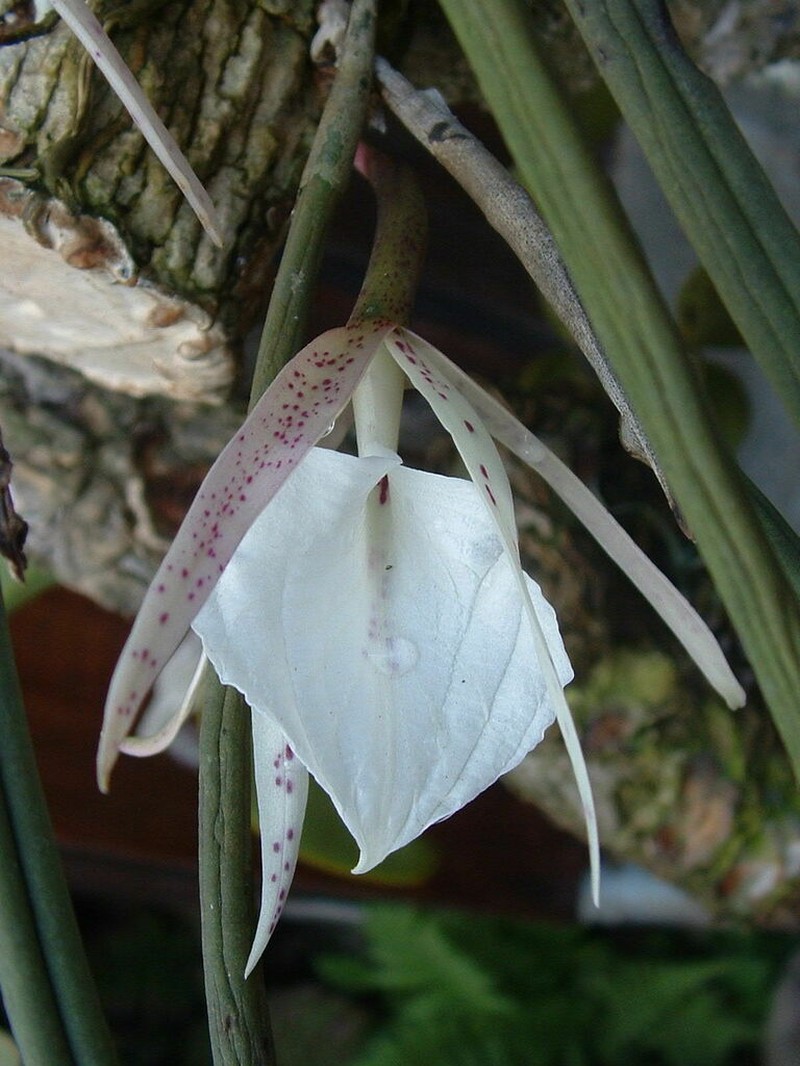Brassavola acaulis photo 4