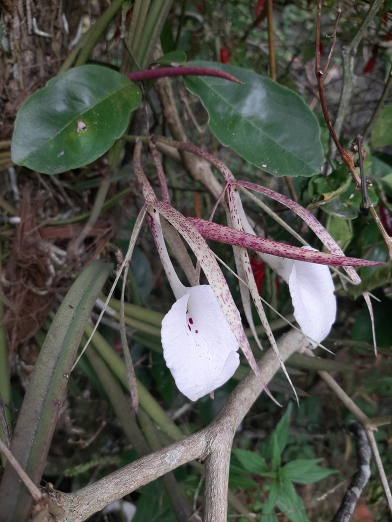 Brassavola acaulis photo 5