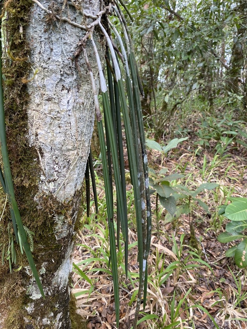 Brassavola acaulis photo 6
