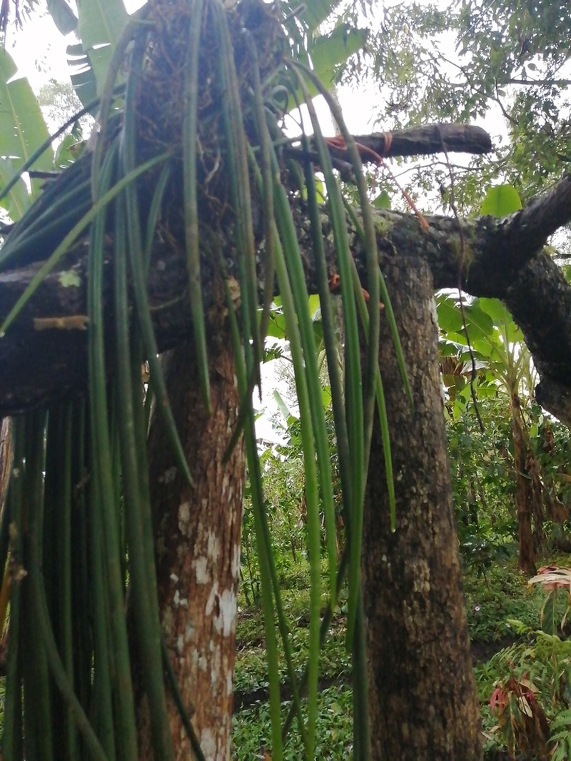 Brassavola acaulis photo 7