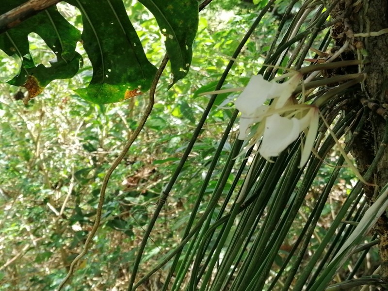 Brassavola acaulis photo 8