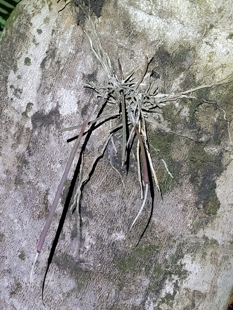 Brassavola angustata