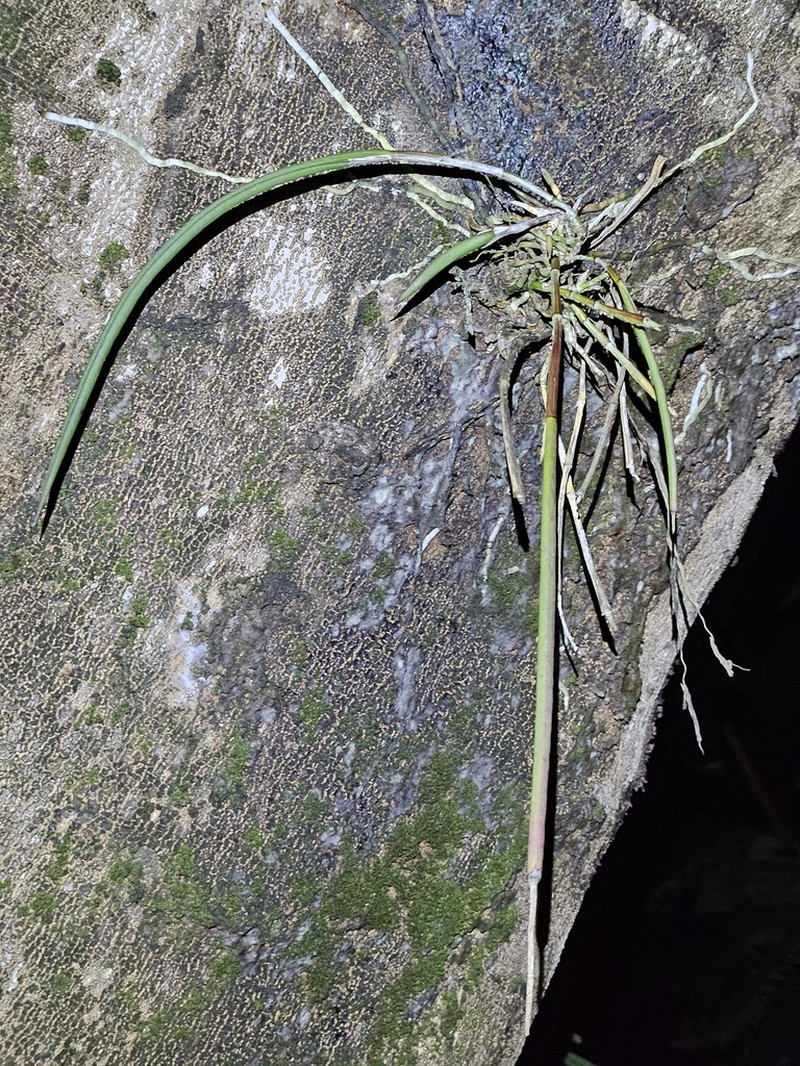 Brassavola angustata photo 2