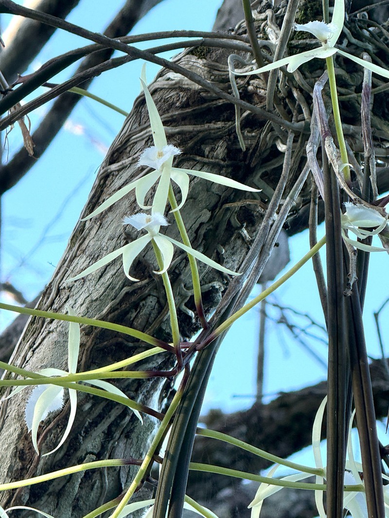 Brassavola angustata photo 3