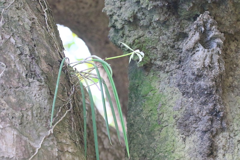 Brassavola angustata photo 4
