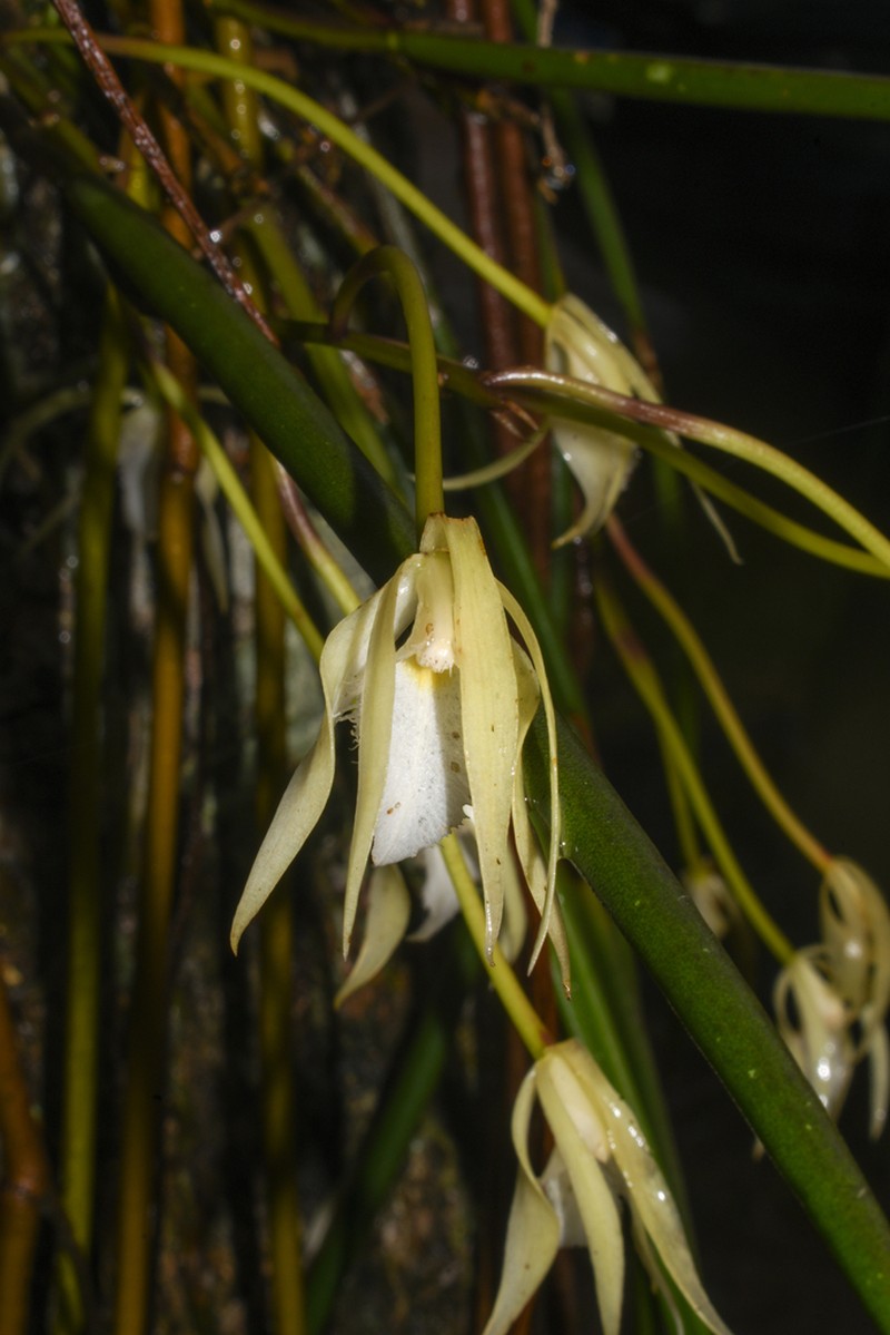 Brassavola angustata photo 5
